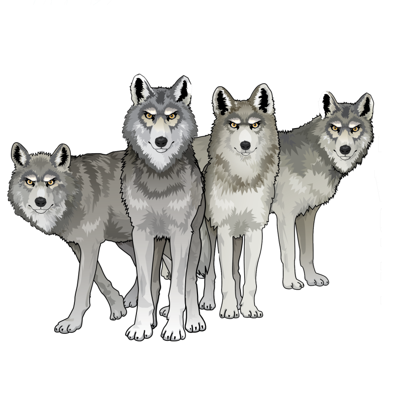 wolves in a pack